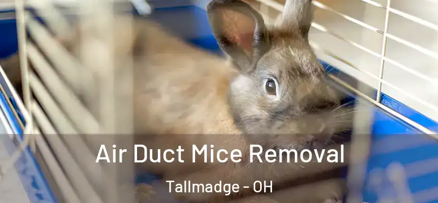  Air Duct Mice Removal Tallmadge - OH
